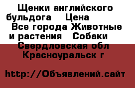 Щенки английского бульдога  › Цена ­ 60 000 - Все города Животные и растения » Собаки   . Свердловская обл.,Красноуральск г.